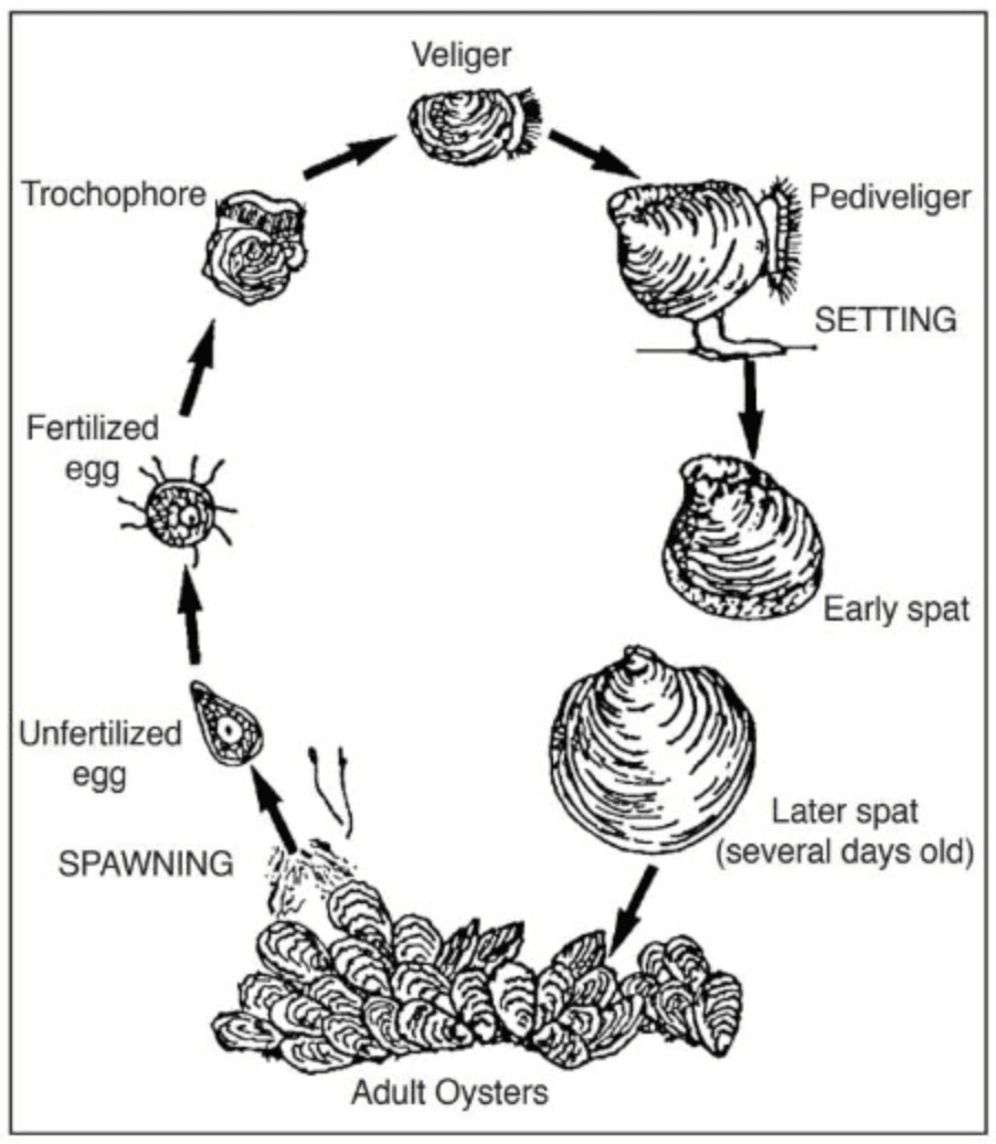 Diagram of the life cycle of the eastern oyster, from fertilized egg through trochophore, veliger and pediveliger larvae to setting, spat, and adult oysters