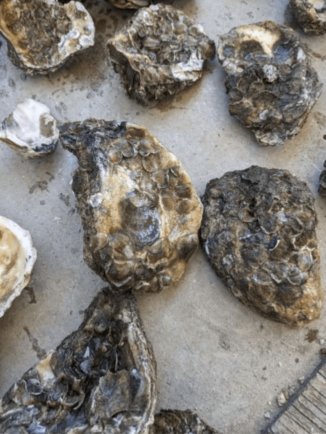 Oyster shell carpeted with three-to-four-week-old spat, returned to the lease it was harvested from
