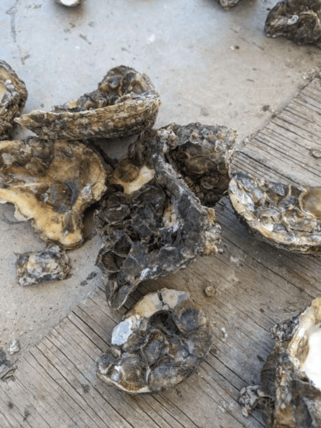 Oyster shell carpeted with three-to-four-week-old spat, returned to the lease it was harvested from