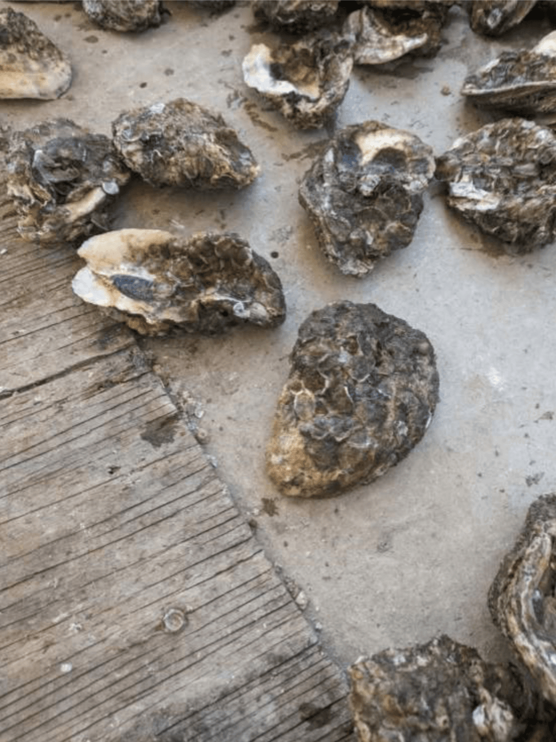 Oyster shell carpeted with three-to-four-week-old spat, returned to the lease it was harvested from