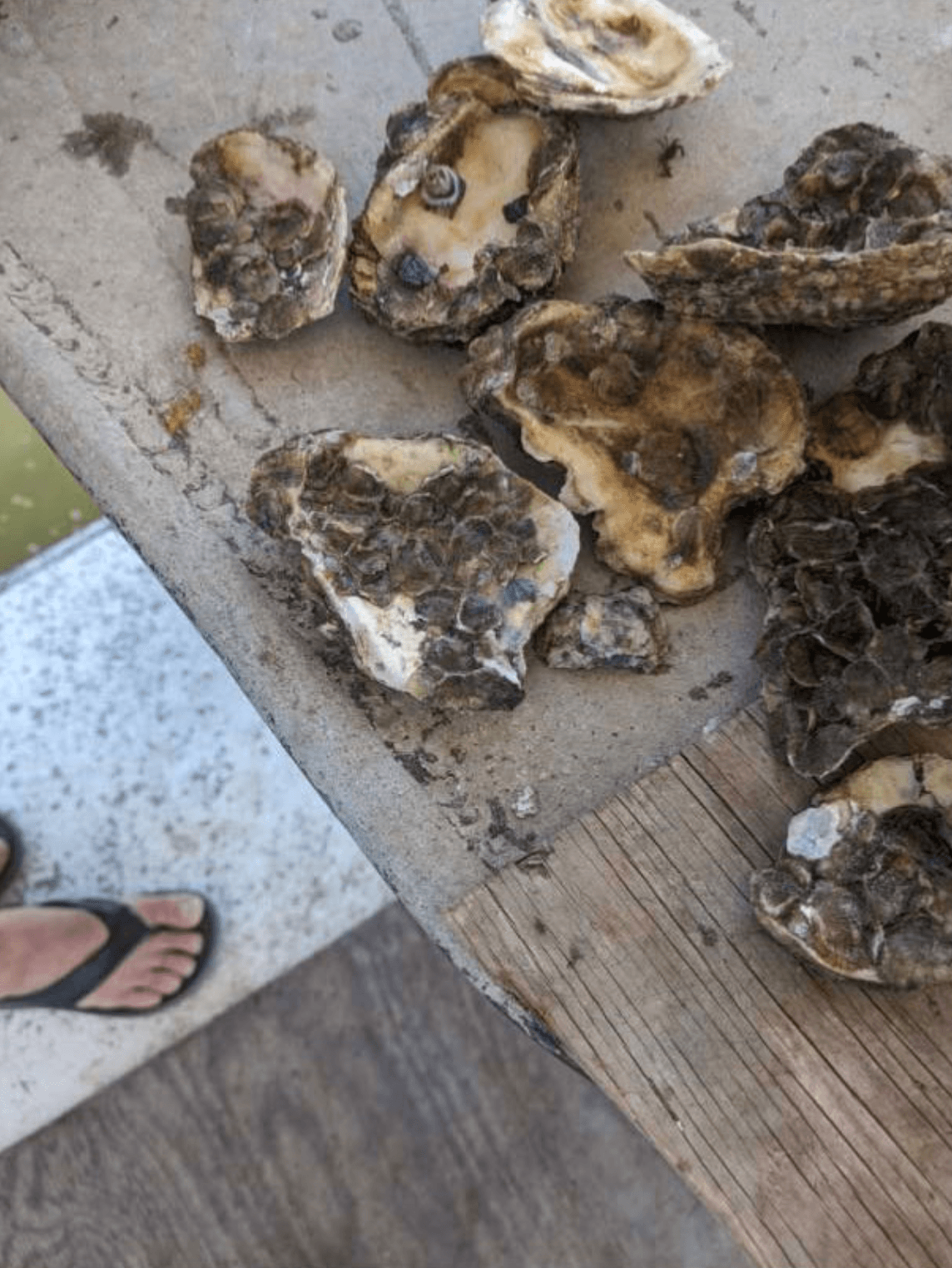 Oyster shell carpeted with three-to-four-week-old spat, returned to the lease it was harvested from