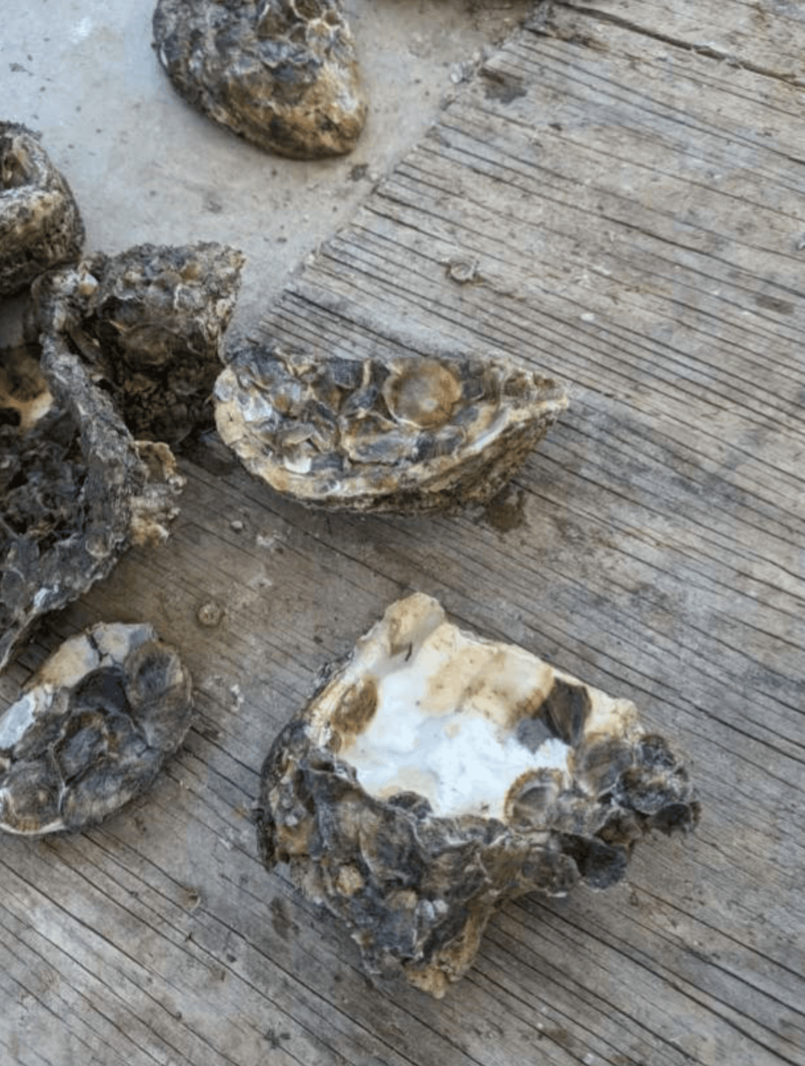 Oyster shell carpeted with three-to-four-week-old spat, returned to the lease it was harvested from