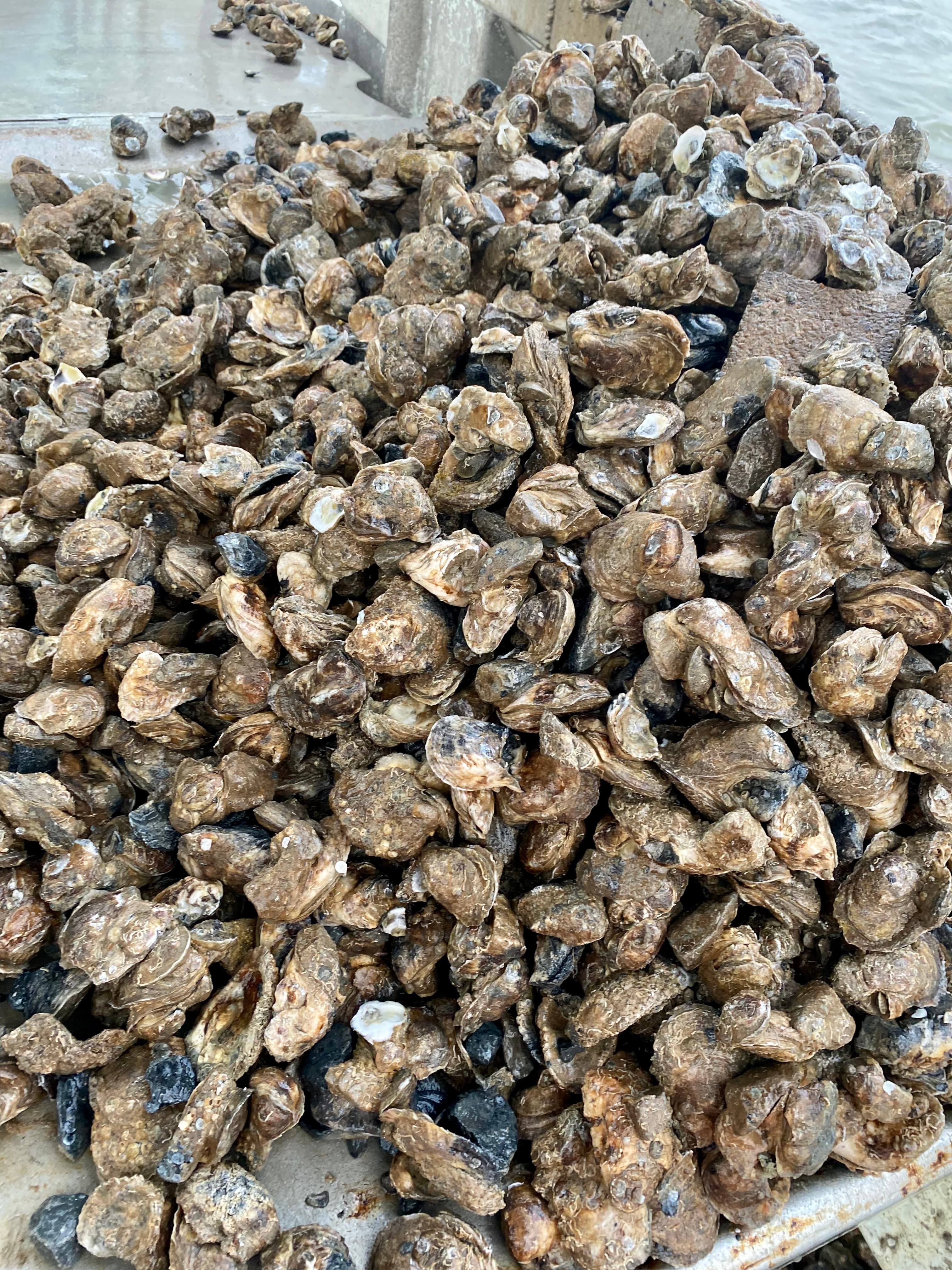 A large pile of oyster shell cultch ready to be returned to a lease