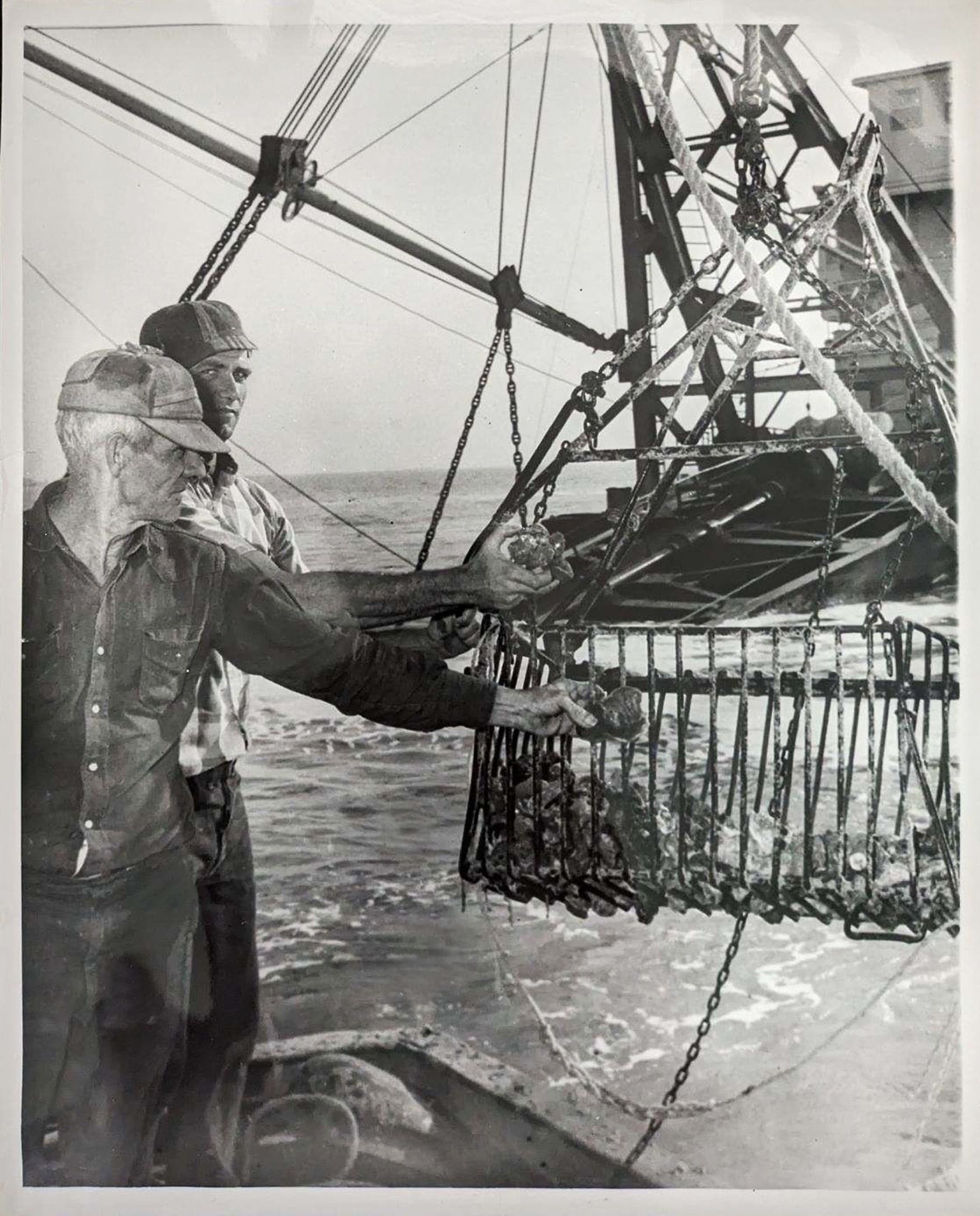 Historic photograph of an oystermen holding a basket of live oysters beside a shell dredge