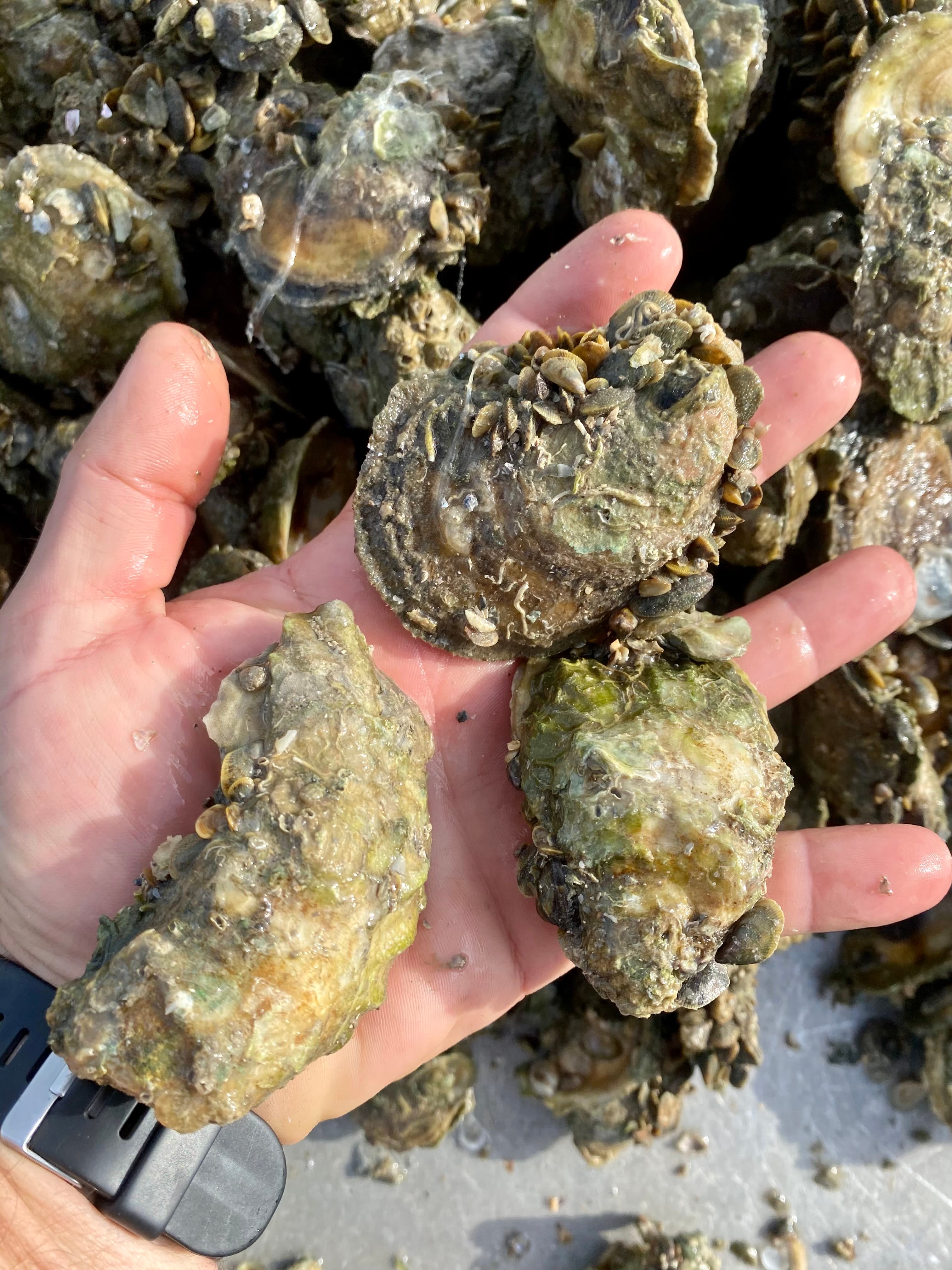 A handful of live oysters pulled from a restored reef