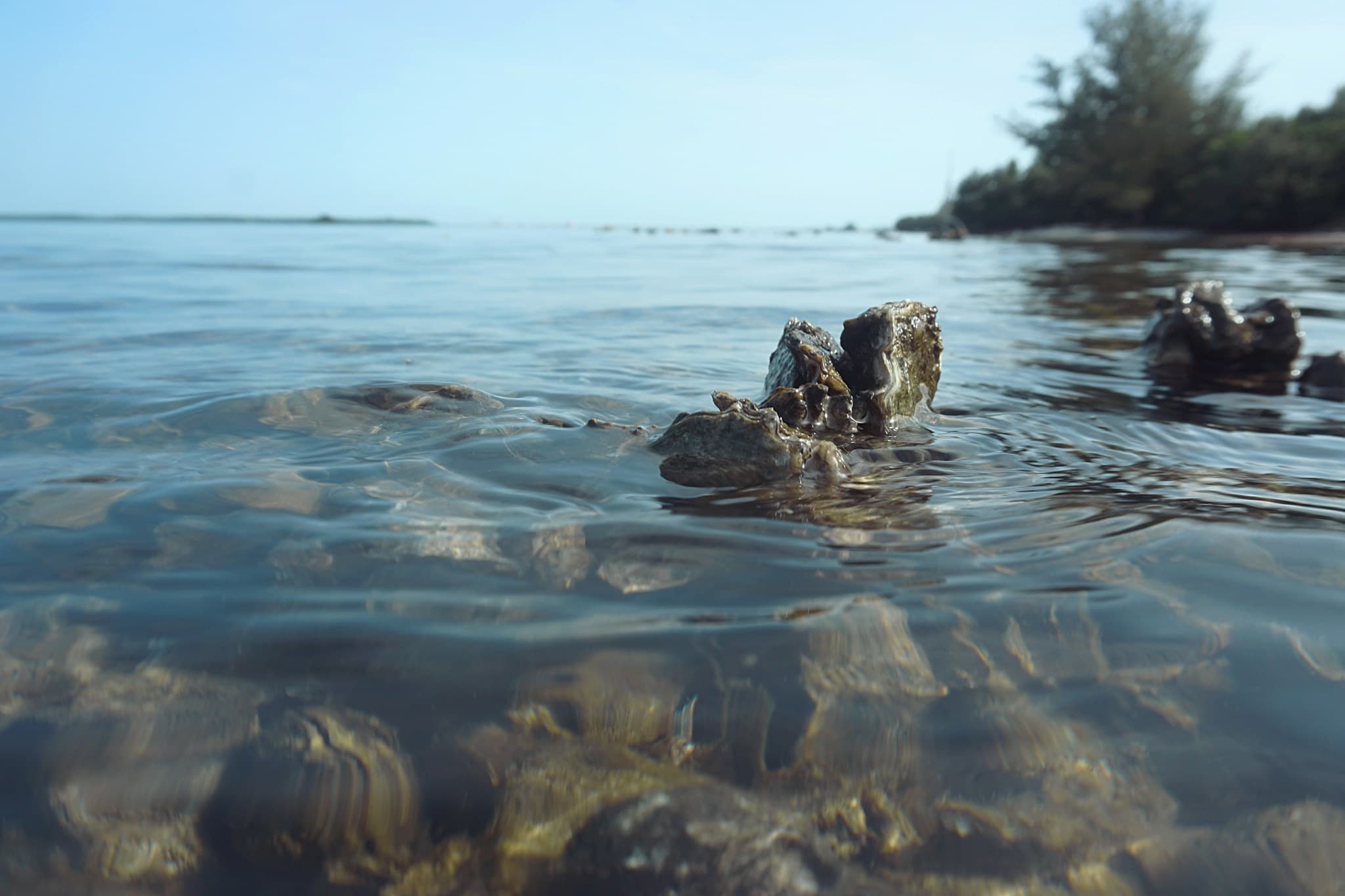 An oyster reef breaking the water's surface beside a mangrove shoreline