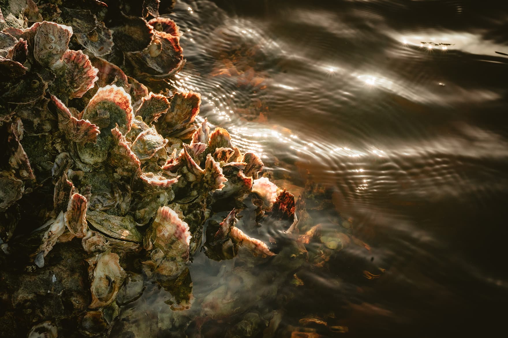 An exposed oyster reef catching low sunlight at the waterline