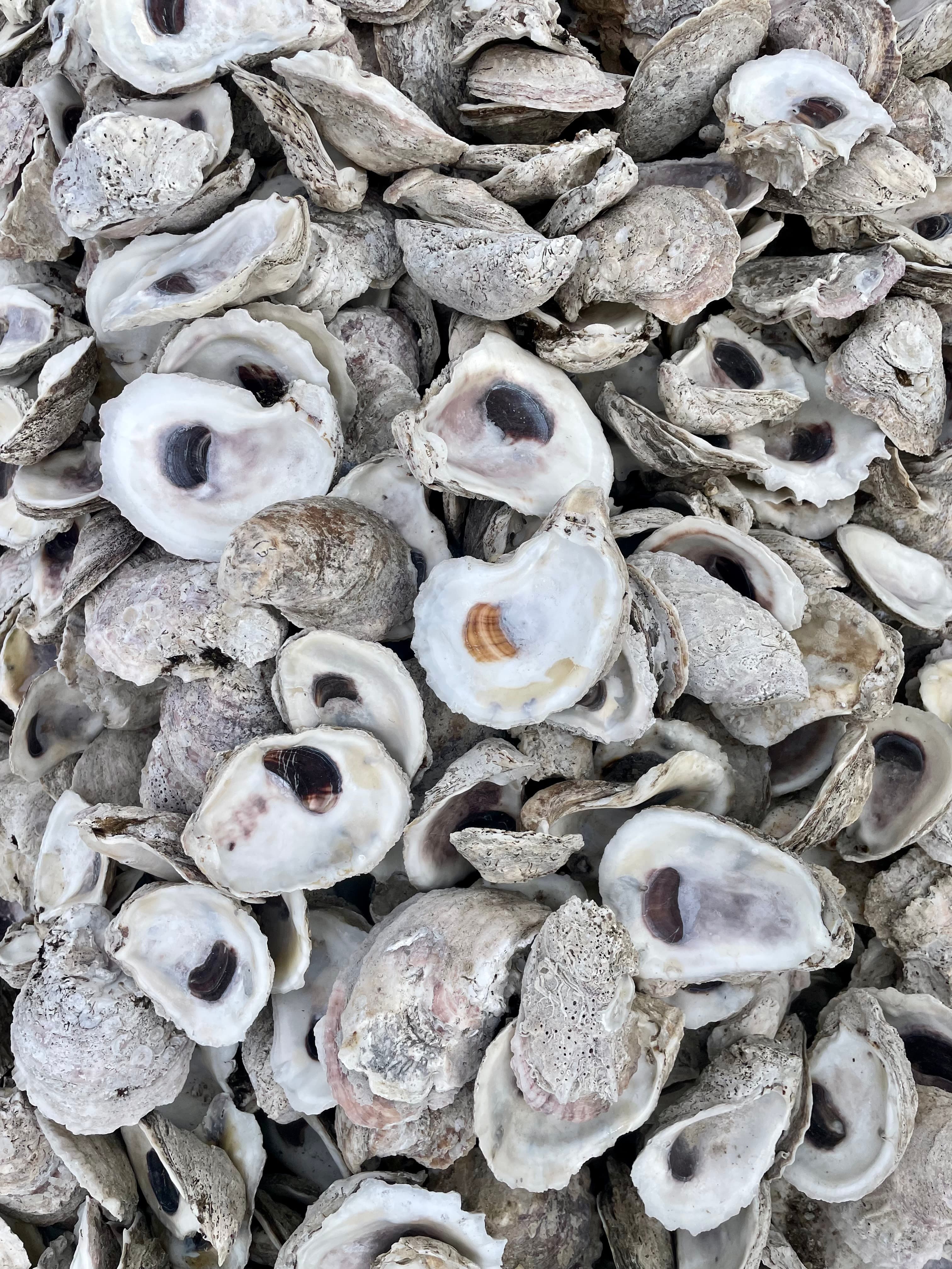 A large pile of oyster shell destined to be returned to the water as cultch