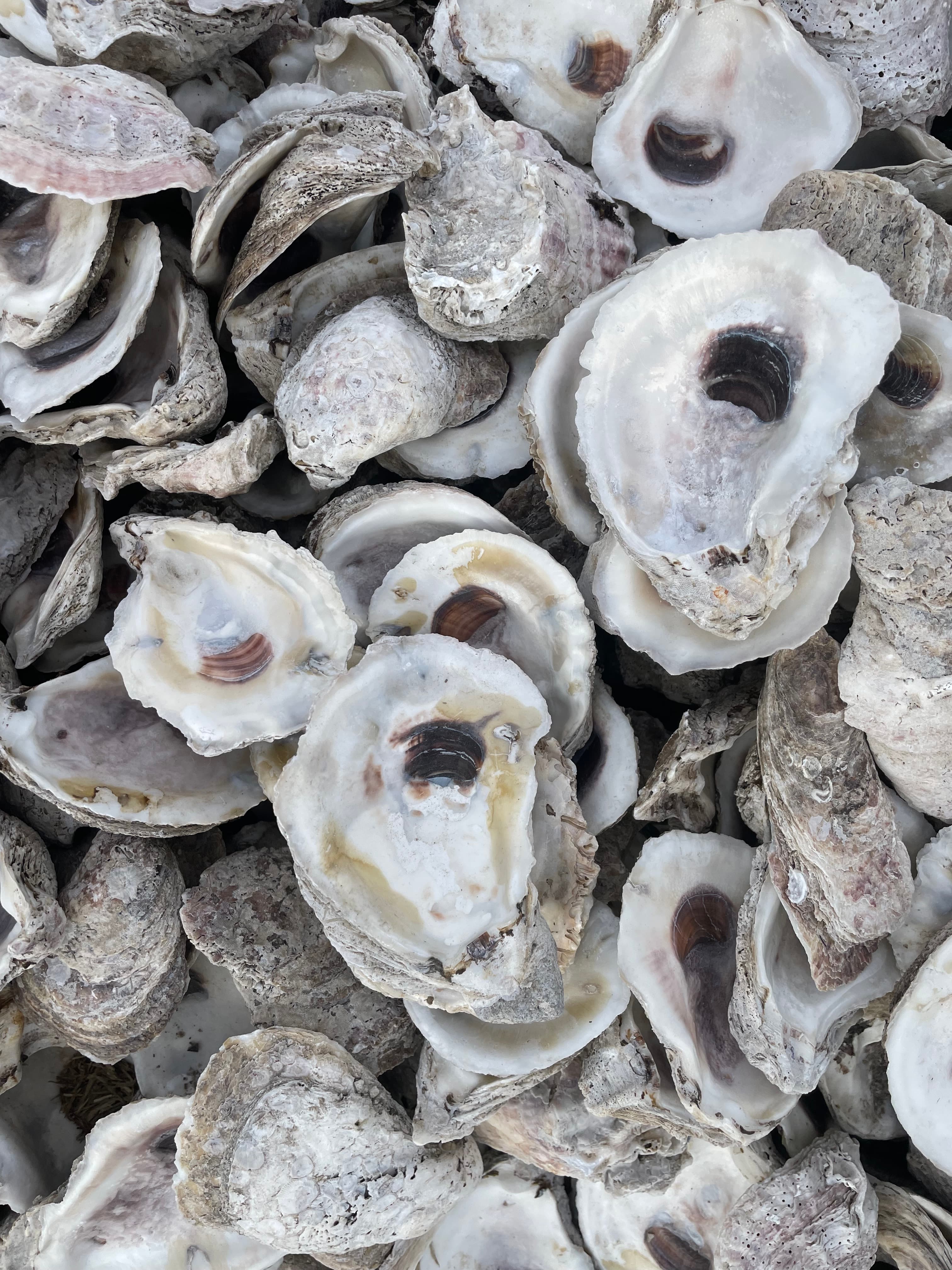 Oyster shells viewed from above, showing the calcium carbonate structure