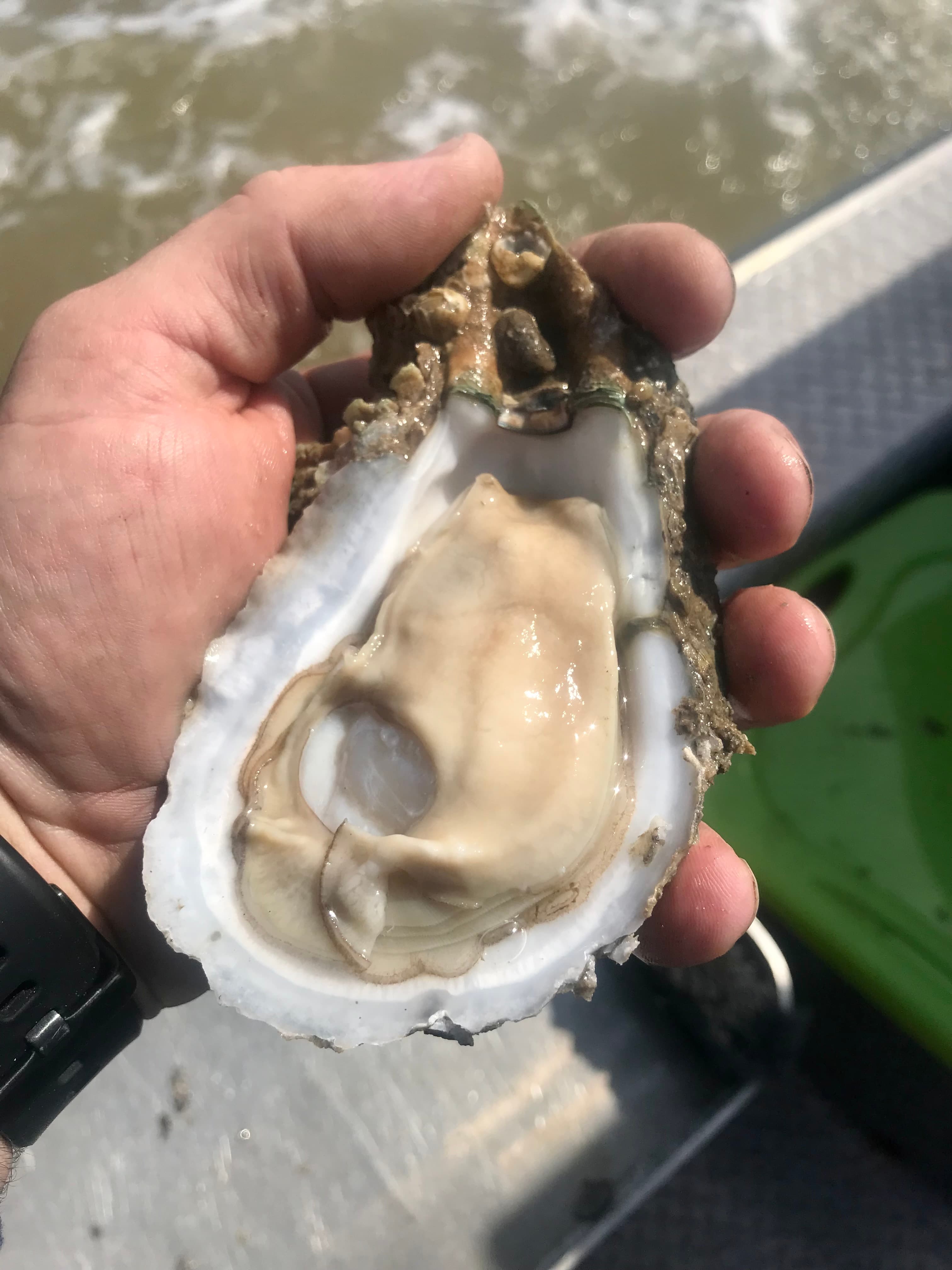 A shucked oyster held in hand, showing the interior of the shell