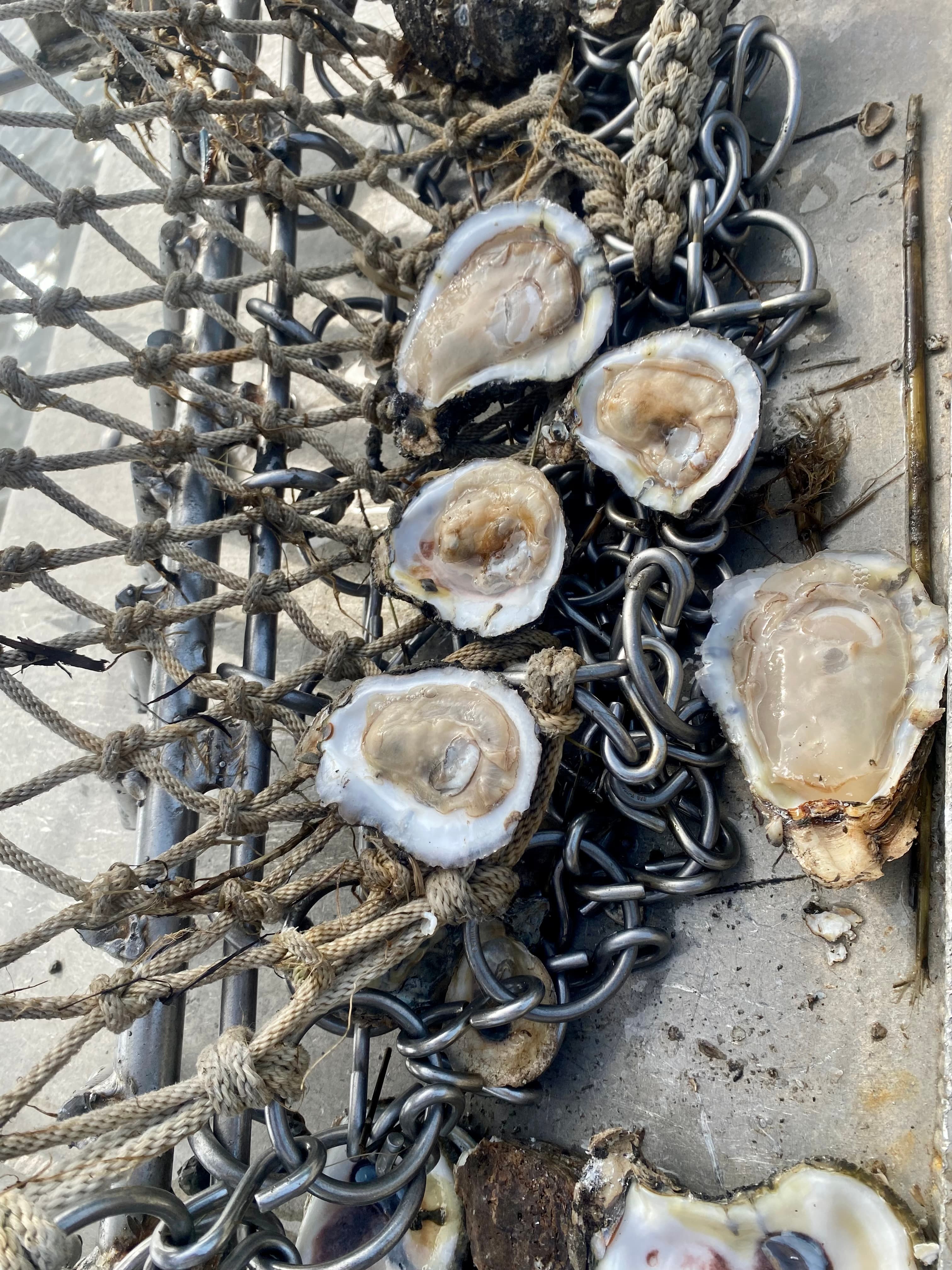 Oyster spat settled on cultch material